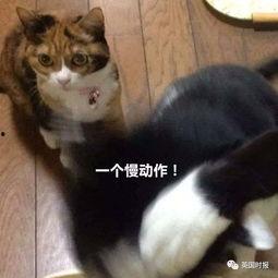 猫咪吃瓜最新事件,揭秘宠物界的“瓜王”传奇 第3张 猫咪吃瓜最新事件,揭秘宠物界的“瓜王”传奇 第3张